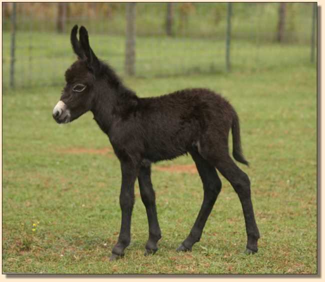 HHAA Ultra Violet, miniature donkey foal