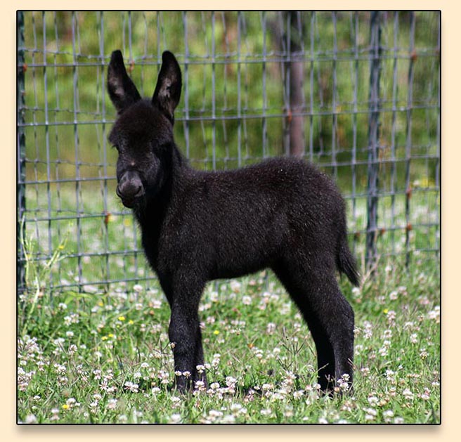 HHAA Nitro, miniature donkey born at Half Ass Acres.