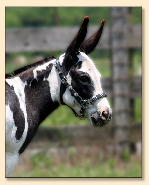 HHAA Kiss on the Lips (Smooch), Black and White Spotted Miniature Donkey Jennet
