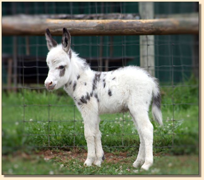 HHAA Alphabet Zoup, Tyger Spotted Miniature Donkey Jennet born at Half Ass Acres.