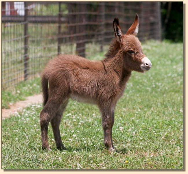 HHAA Miss Fahrenheit (Farrah), dark red miniature donkey jennet born at Half Ass Acres.