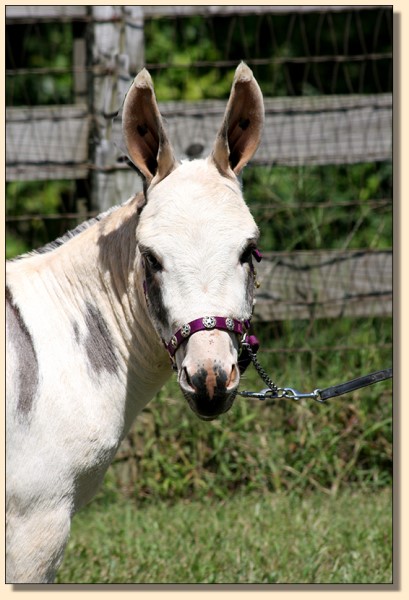 HHAA Moon Knight (Bubba), 32.5" Gray/White Spotted Gelding for sale at Half Ass Acres in Chapel Hill, Tennessee.