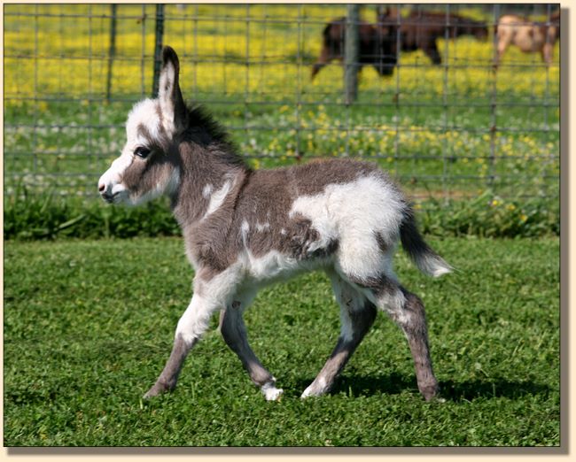 HHAA Shamy, Gray and White Spotted Jack born at Half Ass Acres