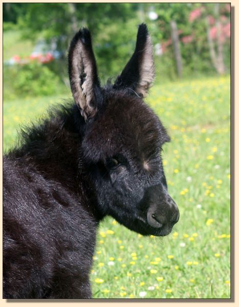 HHAA Bruise Control (Boo Boo), black miniature donkey jennet born at Half Ass Acres in Chapel Hill, Tennessee.