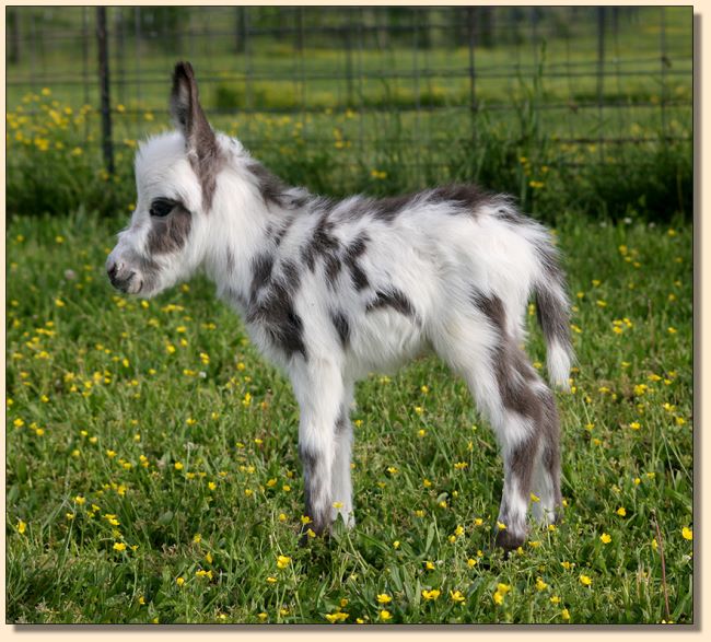 HHAA Tanasi, spotted miniature doneky jack born at Half Ass Acres Miniature Donkey Farm.