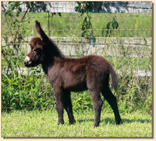 HHAA First Class (Classy), dark brown miniature donkey jennet born at Half Ass Acres. She's for sale!