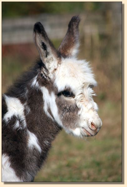 HHAA Excellente, dark spotted miniature donkey jack for sale at Half Ass Acres.