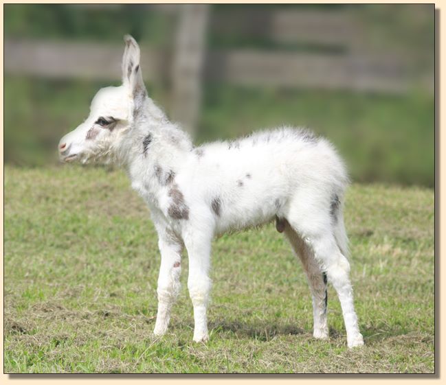 HHAA Happy Hour, spotted miniature donkey for sale at Half Ass Acres