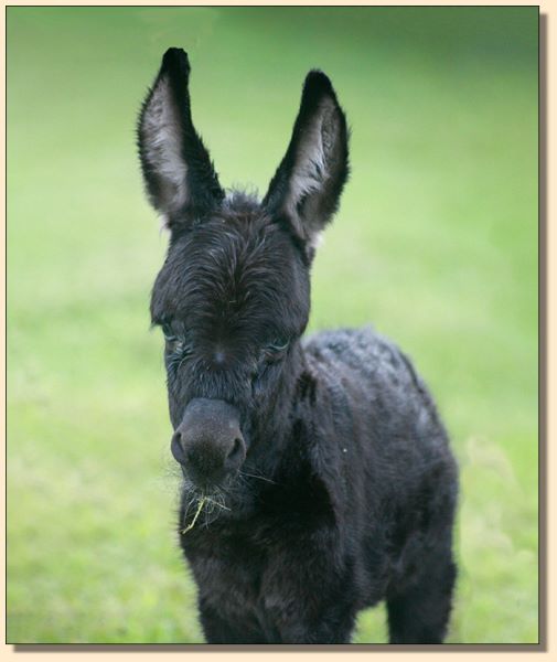 Dark Matter, 2020 newborn miniature donkey for sale at Half Ass Acres in Chapel Hill, Tennessee.