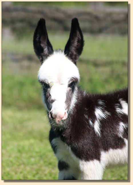 HHAA Millions, a.k.a. Milly, black and white spotted miniature donkey jennet born at Half Ass Acres in 2020. Not for sale at this time!