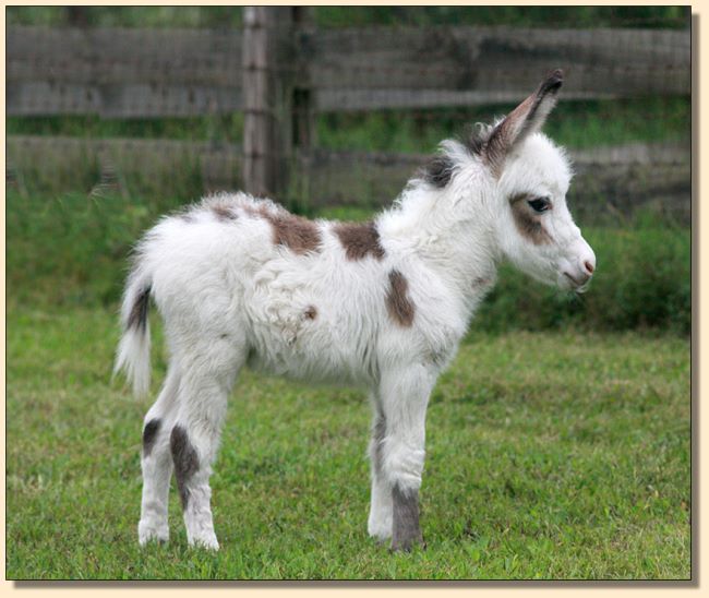 HHAA Cake Walk, a.k.a. Walker, spotted miniature donkey for sale at Half Ass Acres