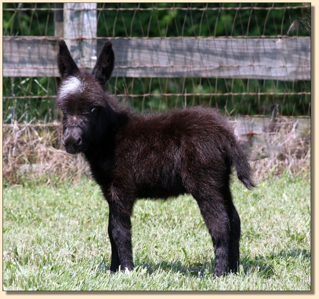 HHAA Checks in the Mail, Black Miniature Donkey Jack w/Star and no light poionts.