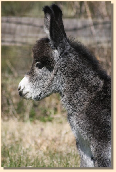 HHAA Sweet Tooth (Kandi), brown/roan miniature donkey jennet for sale at Half Ass Acres in Chapel Hill, Tennessee.