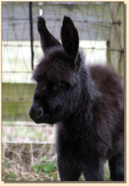 HHAA Milky Way (Yummy), Black miniature donkey jennet for sale at Half Ass Acres.