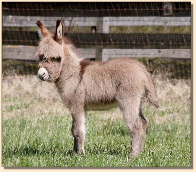 HHAA Comin' in Hot (Moose), light red miniature donkey jack born at Half Ass Acres in Chapel Hill, Tennessee.