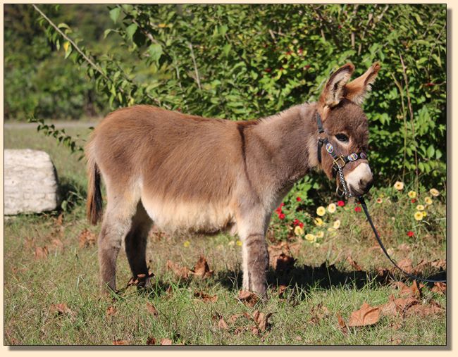 TakinCareofBusiness (Buzz), gray gelding miniature donkey for sale