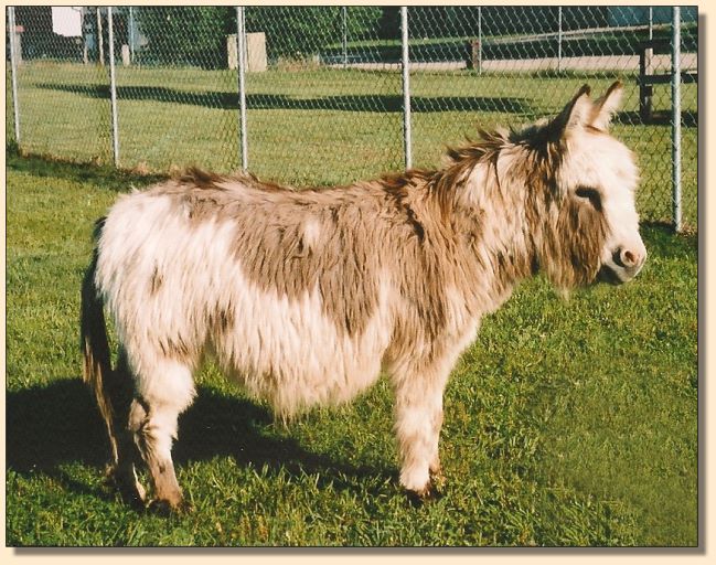 Sunset Acres Hip Heart, spotted long haired wooly miniature donkey for sale at Half Ass Acres.