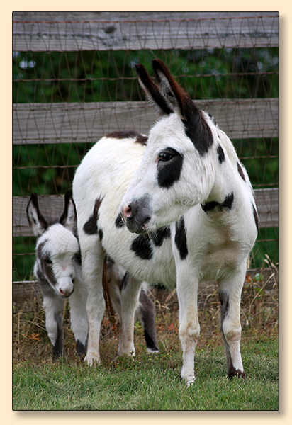 KZ   Kennedy's Chica, Black and White Spotted Miniature Donkey Jennet for sale.