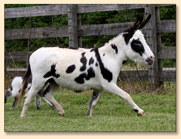KZ   Kennedy's Chica, Black and White Spotted Miniature Donkey Jennet for sale.