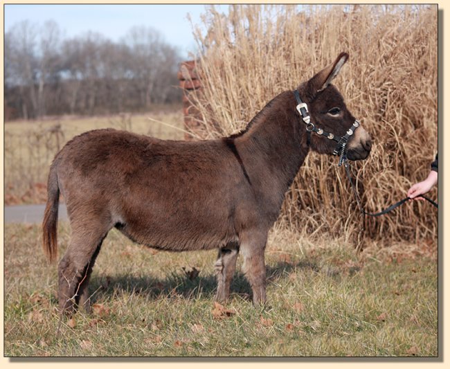 Itsy Bitsy Burro Co. Leading Lady, Champion Producing Brood Jennet for sale at Half Ass Acres in Chapel Hill, Tennessee