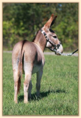 BAF Miss Moneypenny, red miniature donkey jennet for sale at Half Ass Acres