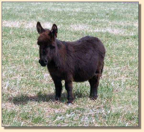 Sunset Acres Queens R Wild, black miniature donkey jennet for sale at Half Ass Acres.