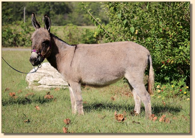 L.A.F.'s Star's Delight, miniature donkey jennet for sale