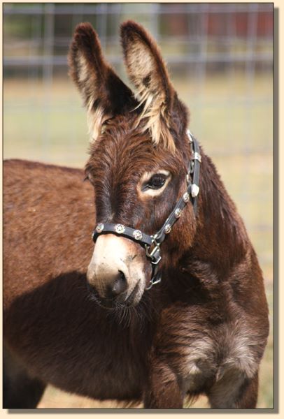 Sweet Tea, miniature donkey for sale at Half Ass Acres