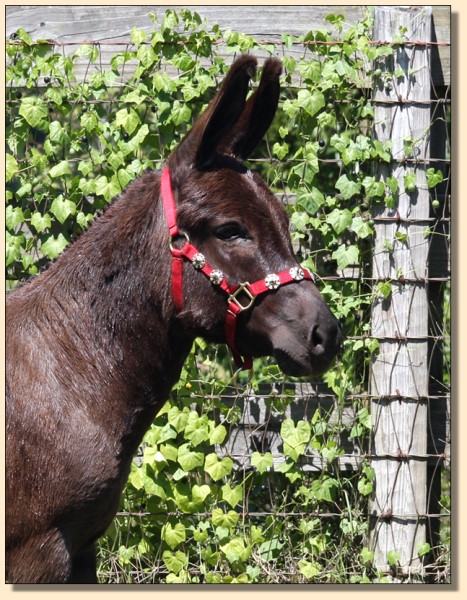 Legandary's the Cisco Kid, Show Quality Miniature Donkey Gelding For Sale