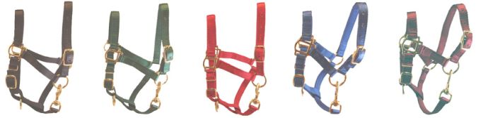 All Colors for Adult Miniature Donkey Halters for Sale