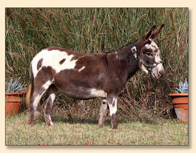 KZ Bandit;s Little Charmer, spotted miiniature donkey jennet sold at Half Ass Acres.