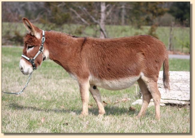 Little Friends Miss Syria (Louise), dark red miniature donkey jennet in foal for April 2020.