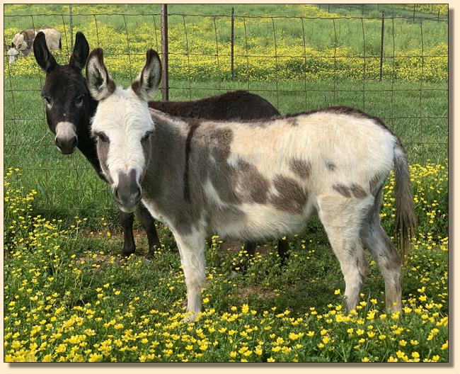 Miniature donkey sold at Half Ass Acres in Chapel Hill, Tennessee