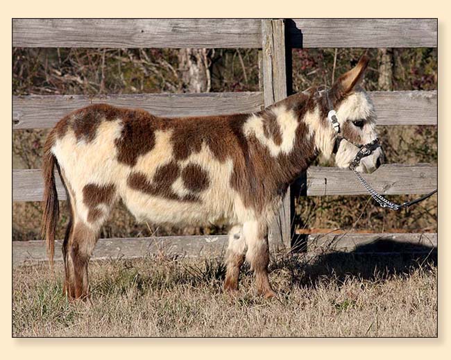 Sunny G's Mini Pearl, micro miniature jennet donkey for sale at Half Ass Acres.