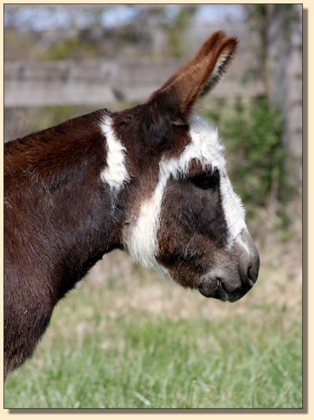 HHAA Bug Juice, dark spotted jennet born at Half Ass Acres Miniature Donkey Farm