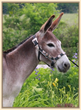 My World Dory, May 2011, Miniature Donkey For Sale