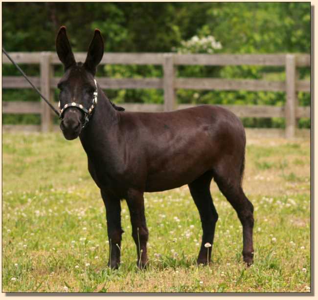 Miniature Donkey, The Elms Black Beauty