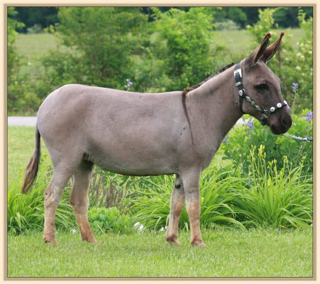 Stonegate Acres She's a Ten, miniature donkey for sale