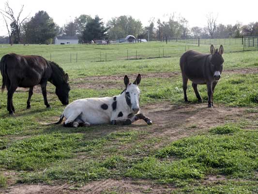 Half Ass Acres Miniature Donkey Farm New Turn Out Shed