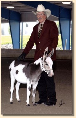 King of Bling showing at the National Miniature Donkey  Association  2006 Nationals 
