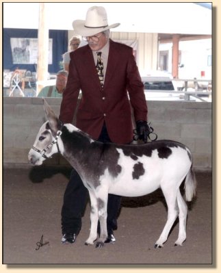 King of Bling showing at the National Miniature Donkey  Association  2006 Nationals 