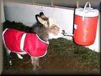 miniature Donkey Homer Drinking from his Igloo Mom!