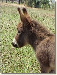 HAA Invincible,  brown miniature donkey jack for sale!! (16,209 bytes)