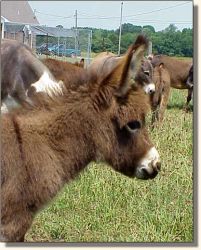 HAA Invincible,  brown miniature donkey jack for sale!! (15,790 bytes)