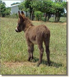 HAA Invincible,  brown miniature donkey jack for sale!! (19,961 bytes)