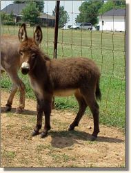 HAA Invincible,  brown miniature donkey jack for sale!! (14,770 bytes)