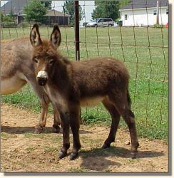 HAA Invincible,  brown miniature donkey jack for sale!! (18,837 bytes)