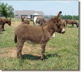 HAA Invincible,  brown miniature donkey jack for sale!! (21,710 bytes)