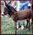 Miniature Donkey Celine