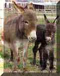 Miniature Donkeys Dixie Chick's birth